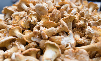 Close up picture of forest mushroom boletus