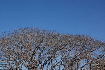 Fototapeta premium arvore da especie copaiba sem folhas no inverno de 2018 brasil