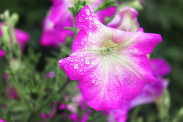 Naklejka premium Purple Blooming Petunia Flower with Rain Drops. Selective Focus. 