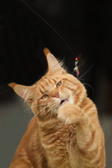 Happy red cat playing with toy on black photo