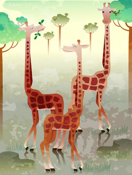 Herd Of Giraffes Illustration