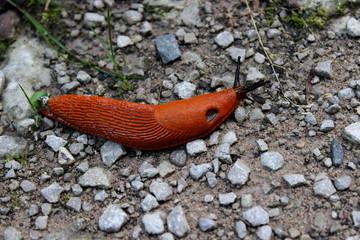 Rote Nacktschnecke auf dem Weg mit Steinen