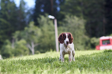 Spaniel on the green grass