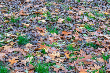 Yellow, orange and red autumn leaves in beautiful fall park.