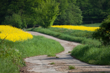 Obraz premium Road in the countryside in spring pathway