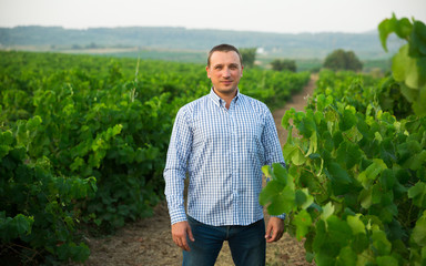 Male farmer  standing near grapes in vineyard at summertime