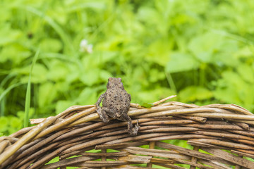 frog on the edge of a wicker basket