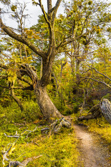 Beautiful landscape of lenga forest, mountains and lagoon at Tierra del Fuego National Park, Patagonia