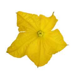 Cucumber flower isolated on a white background