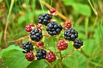A group of ripe and unripe blackberries on the bushes in the woods