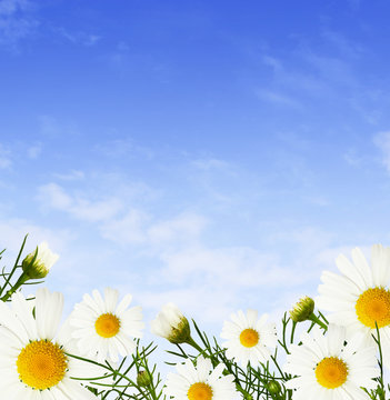 Daisy flowers and buds and blue sky