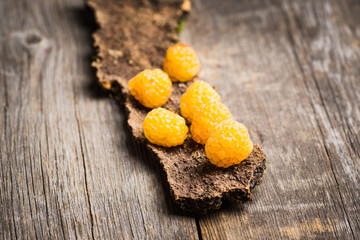 Ripe raspberry on the wooden bark. Selective focus. Shallow depth of field.