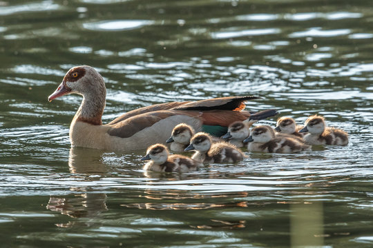 Nilgans und k&uuml;ken