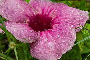 Water droplets on the pink flowers or Hibiscus syriacus in the lawn.