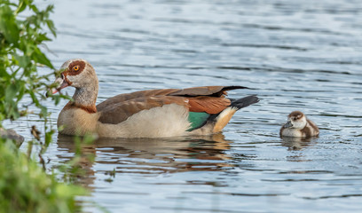 Nilgans mit küken