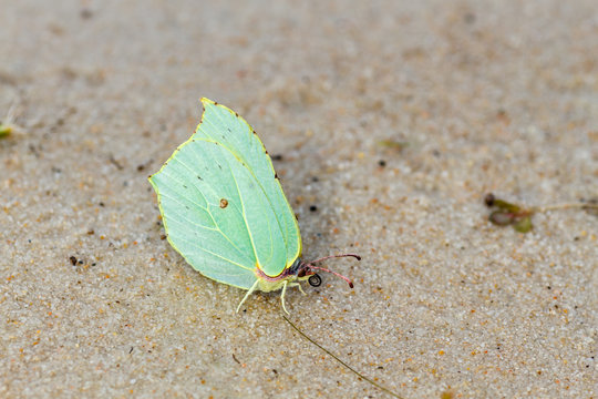 Mariposa Limonera posada en la arena. Gonepteryx rhammni.