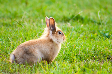 picture of a bunny rabbit in the grass. Easter concept. portrait of a young rabbit