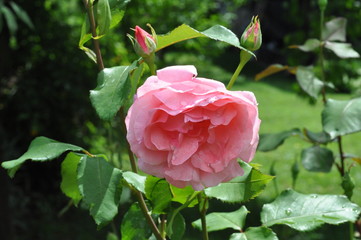 pink rose