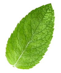 mint leaves isolated © Maks Peoplenko
