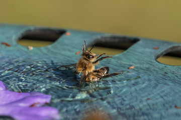 biene beim baden