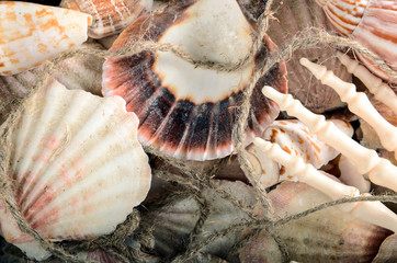 Seashell rope arm of a skeleton.