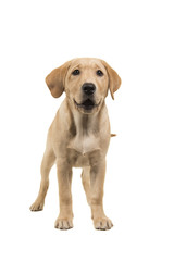 Standing blond labrador retriever puppy looking at the camera with open mouth isolated on a white background
