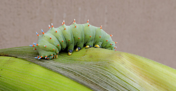 caterpillar