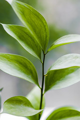 branch with green leaves