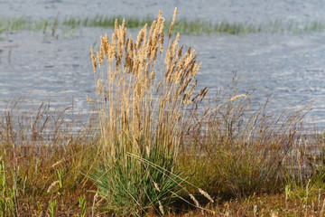 Phragmites australis. Carrizo. Embalse de Tabuyo del Monte, León, España.