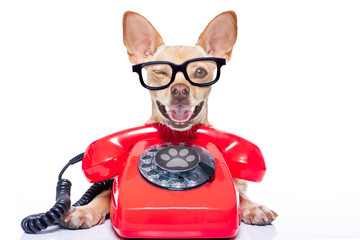 dog on the phone
