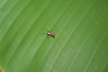 insect