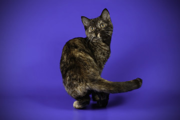scottish straight shorthair cat on colored backgrounds