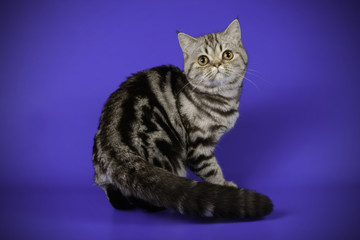 Naklejka na ściany i meble scottish straight shorthair cat on colored backgrounds