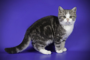 Obraz premium scottish straight shorthair cat on colored backgrounds