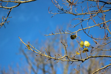 branch sky