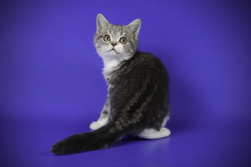 Fototapeta na wymiar scottish straight shorthair cat on colored backgrounds
