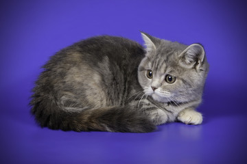 scottish straight shorthair cat on colored backgrounds