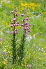 Lis martagon dans les Grisons, Suisse