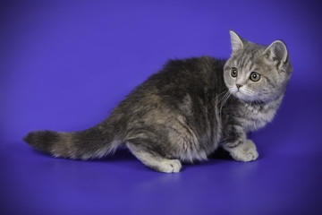 scottish straight shorthair cat on colored backgrounds
