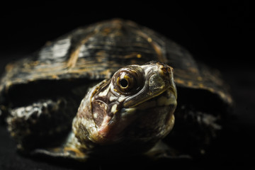 turtle on a black background