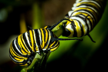 Caterpillar of Monarch Butterfly