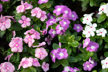 ピンク色のニチニチソウの花