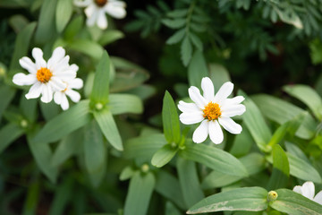 白いジニアの花