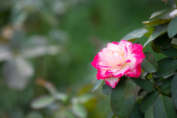 赤と白のばら「ジュビレデュプリンスドゥモナコ」