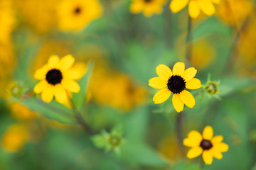 黄色いルドベキアの花