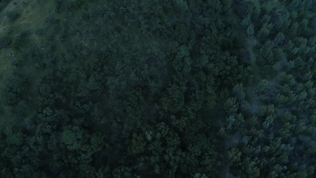 Hill in the forest full of tree, by drone slow motion recorded in 120 fps 1080 p5