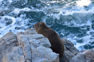 animal in hermanus