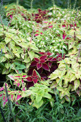 カラフルなコリウスの葉