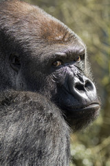 Silverback gorilla