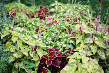 カラフルなコリウスの葉
